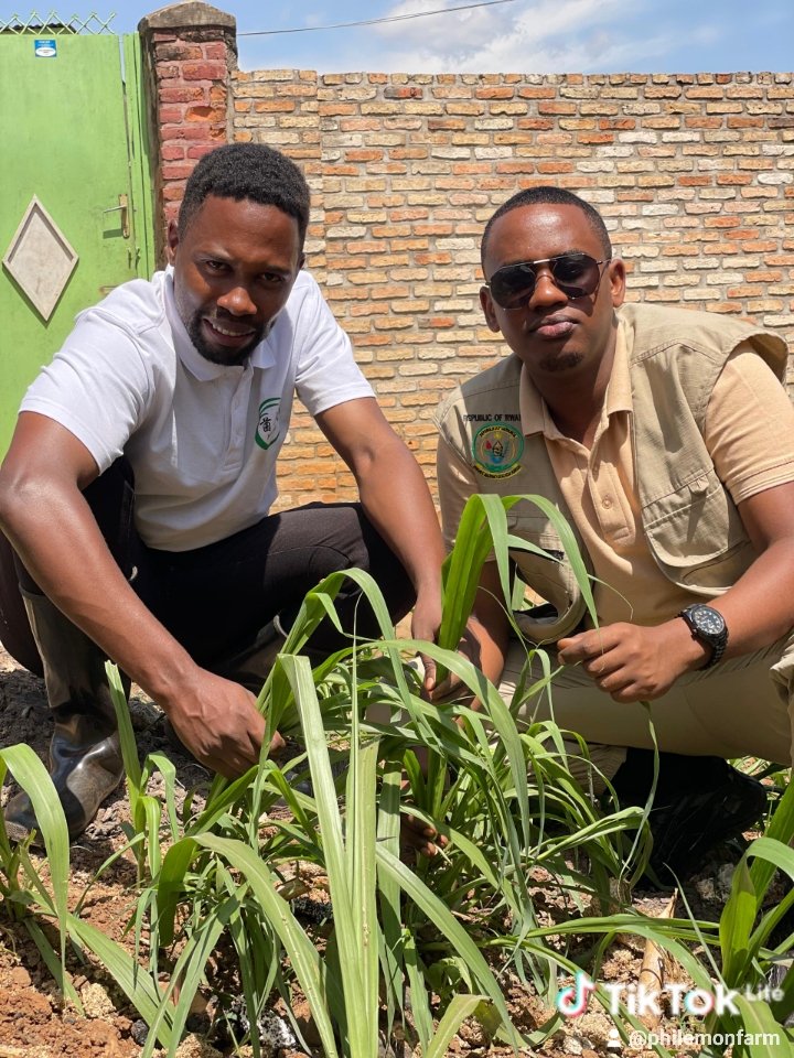 Tubararikiye gukurikirana ikiganiro #terintambwemuhinzi cyizaca kuri <a href="/RwandaTV/">Rwanda Television</a>  ejo kuwa 5  tariki 10/01/2025  Saa 19:30. <a href="/Philemonfarm/">Philemon farm</a>  
Izaba iganira n'umunyamakuru <a href="/EllyKajeje/">𝑬𝒍𝒍𝒚 𝑲𝑨𝑱𝑬𝑱𝑬🦁</a>   uburyo bworoshye umunyarwanda yagira akarima k'ibihumyo iwe  murugo akoreshehe ibase cyangwa