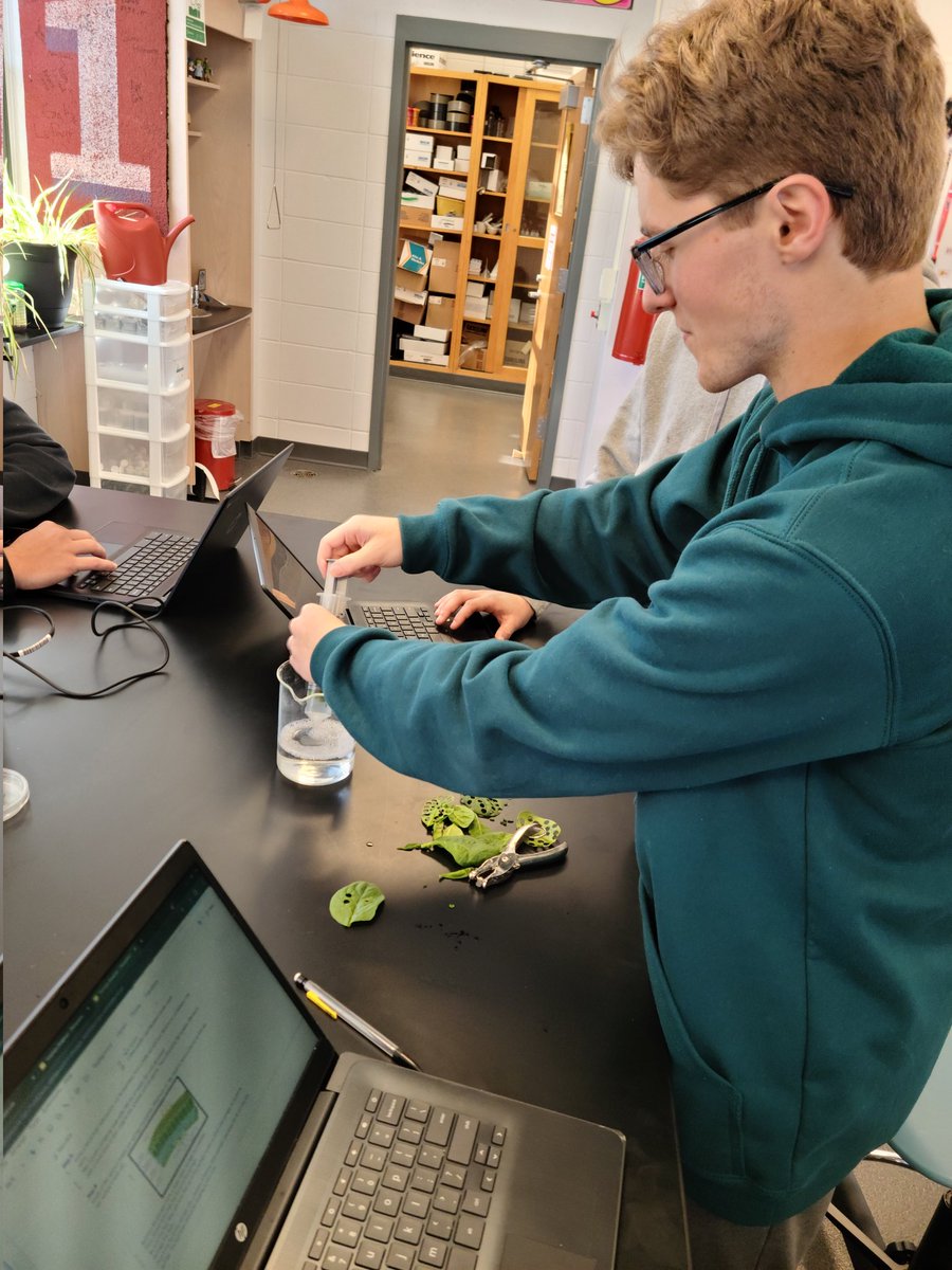 RFH_STEM's tweet image. Chlorophyll?! Definitely not bore-o-phyll, sorry, Billy Madison. @AdamSandler Our bio students create their own ways to test what parameters affect photosynthesis in spinach and other leaves. @RFH_Regional