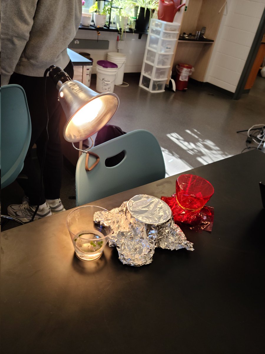 RFH_STEM's tweet image. Chlorophyll?! Definitely not bore-o-phyll, sorry, Billy Madison. @AdamSandler Our bio students create their own ways to test what parameters affect photosynthesis in spinach and other leaves. @RFH_Regional