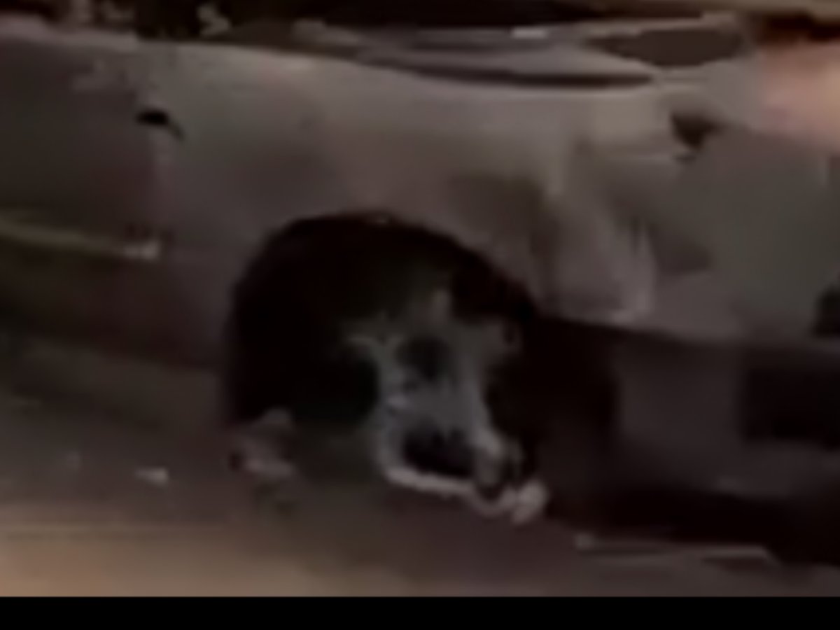 Paul Bogaars tweet media