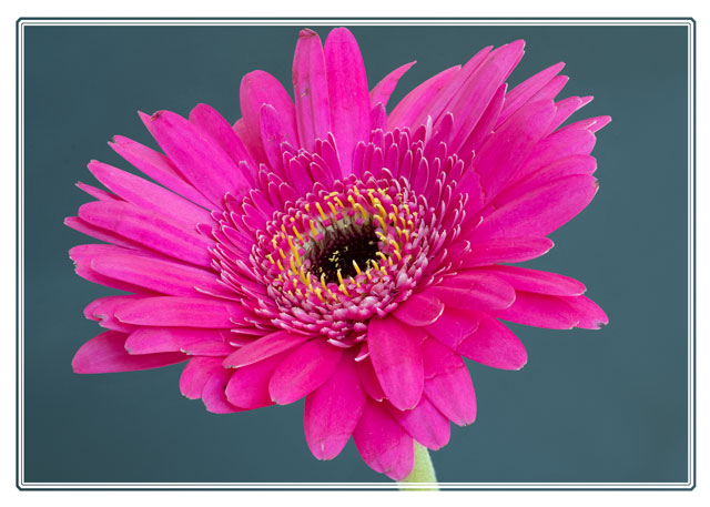 Darren Smith Photography (@photos_dsmith) on Twitter photo A #common #flower often found in a #bouquet of #flowers due to its #vibrant #colours of its #petals. This image was #shot in the <a href="/photos_dsmith/">Darren Smith Photography</a> #Studio during the #lockdown of 2020. Using <a href="/SigmaImagingUK/">SIGMA UK</a> #macro #lens #flowerphotography #macrophotography #ThePhotoHour <a href="/MacroHour/">#MacroHour 🌿</a> A #common #flower often found in a #bouquet of #flowers due to its #vibrant #colours of its #petals. This image was #shot in the <a href="/photos_dsmith/">Darren Smith Photography</a> #Studio during the #lockdown of 2020. Using <a href="/SigmaImagingUK/">SIGMA UK</a> #macro #lens #flowerphotography #macrophotography #ThePhotoHour <a href="/MacroHour/">#MacroHour 🌿</a>