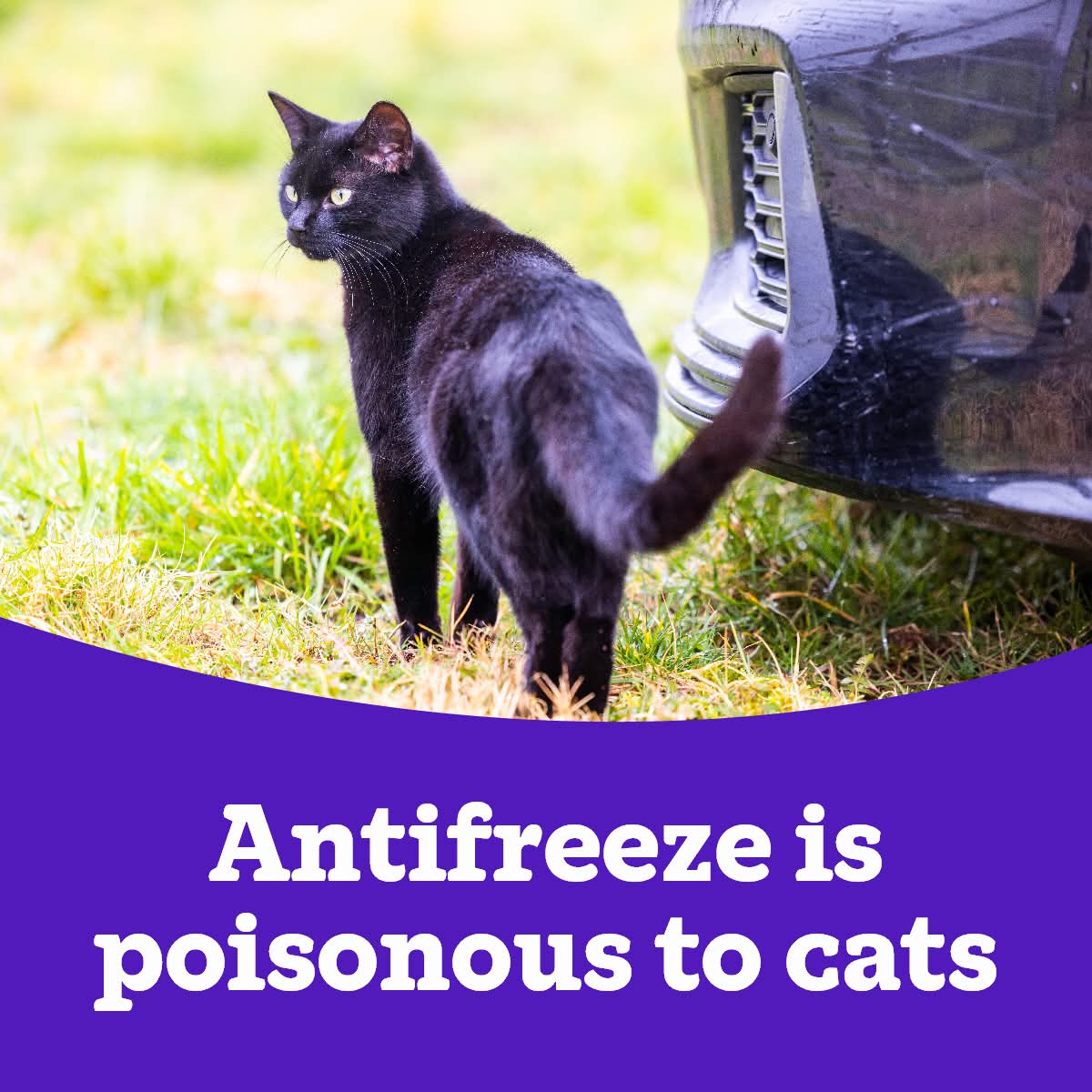 Antifreeze is a threat to cats. Keep it out of reach and clean up spills immediately. Read our full guide and learn the signs of poisoning to look out for:  spr.ly/AntifreezePois… ❄️