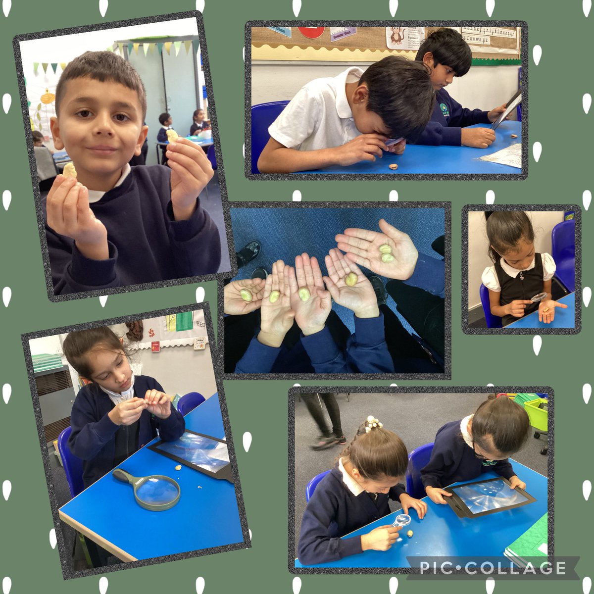 Naz Fojdar (@mrsfojdar_ampa) on Twitter photo In Science this week…2NF were fascinated to learn about the parts of a seed. We dissected the seeds and took a closer look at them! <a href="/AbbeyMead_TMET/">Abbey Mead Primary Academy</a> #Science #Curiosity In Science this week…2NF were fascinated to learn about the parts of a seed. We dissected the seeds and took a closer look at them! <a href="/AbbeyMead_TMET/">Abbey Mead Primary Academy</a> #Science #Curiosity