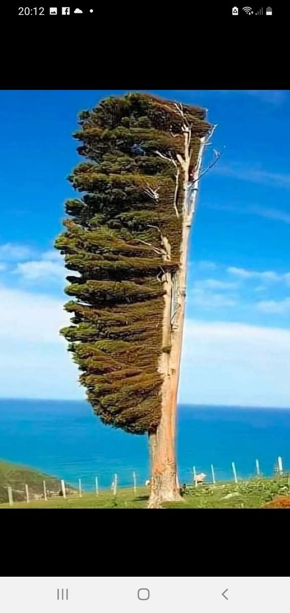 MariaGr90938185's tweet photo. What better hairdresser than the wind exists in the world capable of this? https://t.co/o8hClVnJAR
