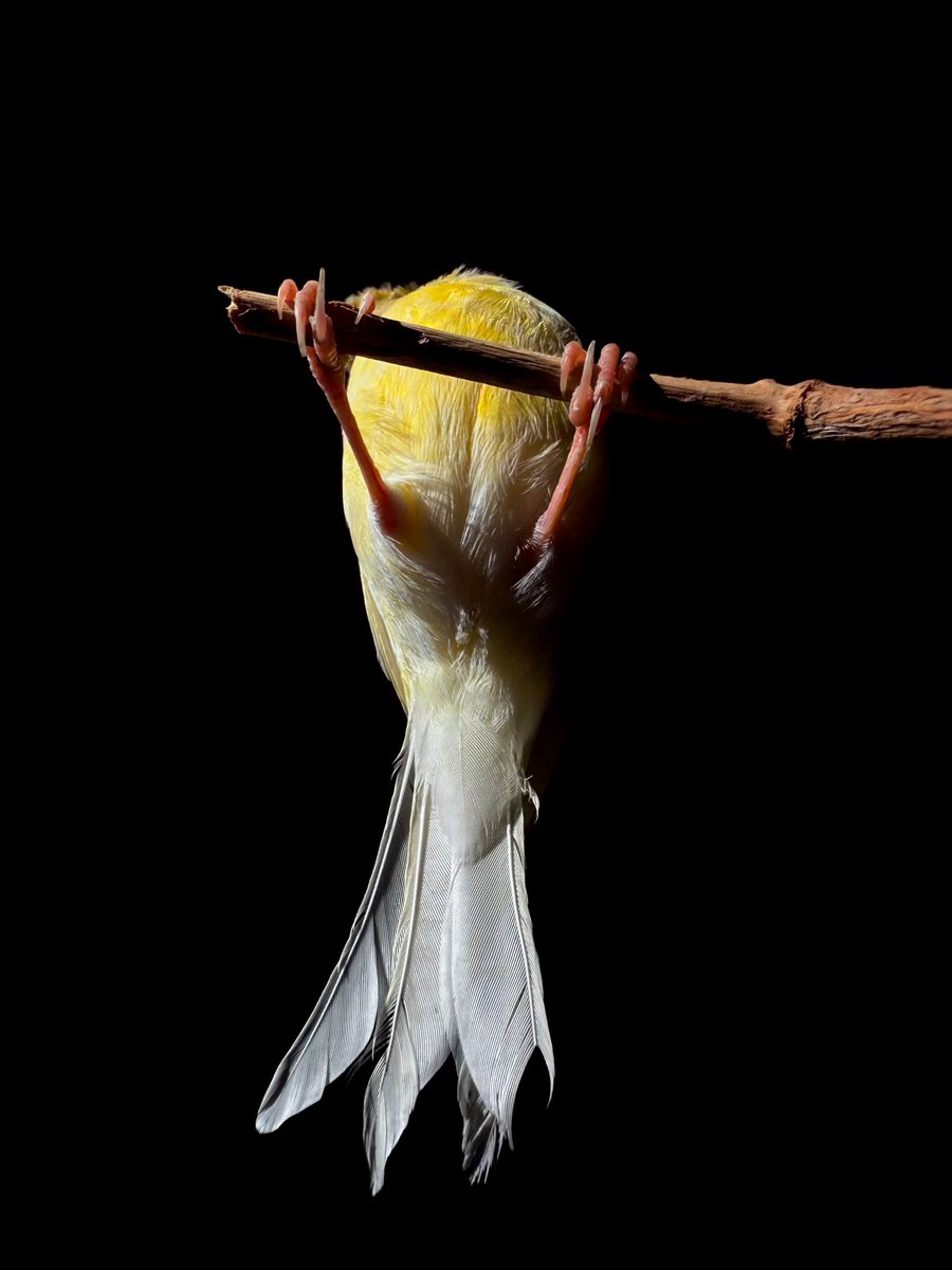 RashidBin3's tweet image. #shotoniphone #iPhone16ProMax #shotandeditedoniphone