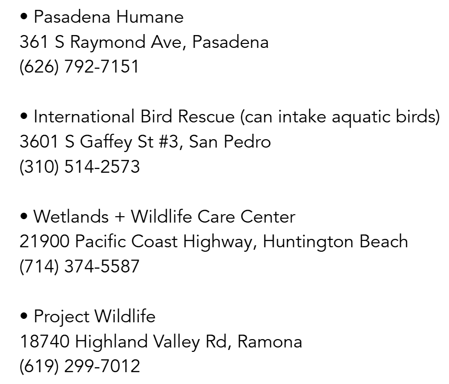 If you come across injured wildlife, please place them in an animal carrier (if it's safe to do so) and transport them to one of the following licensed wildlife rehabilitation centers.

#LosAngelesFire #LosAngeles #PalisadesWildfire #EatonFire #HurstFire #SunsetFire #Wildfires