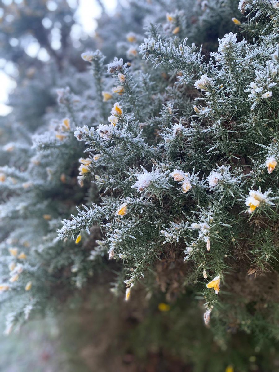 Frosty #coastalkippford