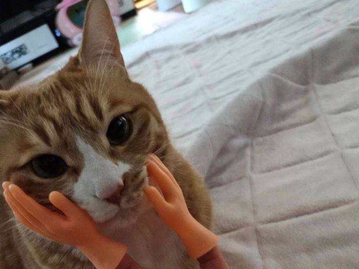 userlinoring's tweet photo. soonie turning 14 is crazy hes older than a lot of stays 😭😭 i love you so much minho's first cat☹️☹️☹️🙁 may you live a longgg healthy live 

#HAPPYSOONIEDAY https://t.co/c1sHLlQfNf