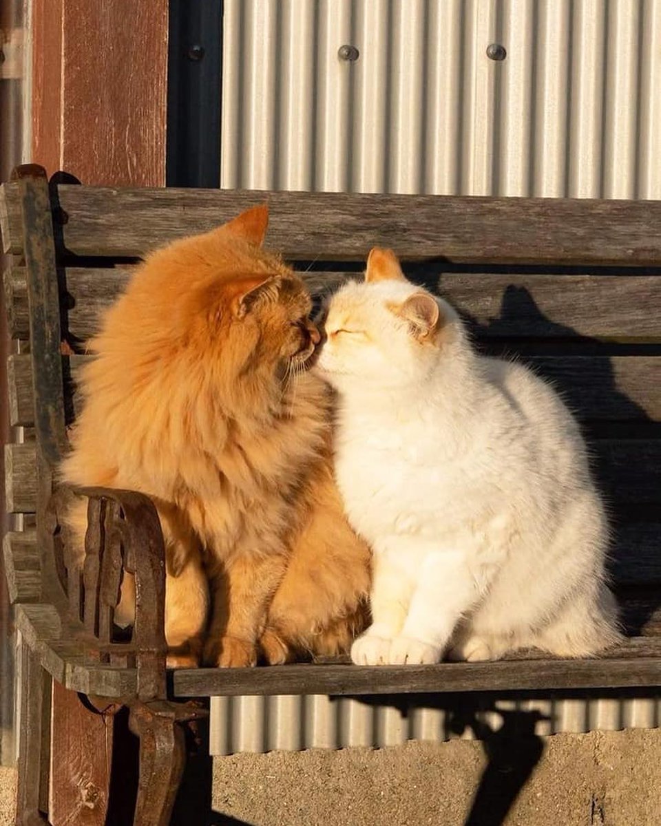 Punch Cat (@punchingcat) on Twitter photo 