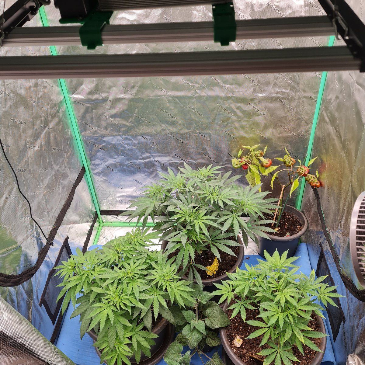 WeedJuice.io tweet media