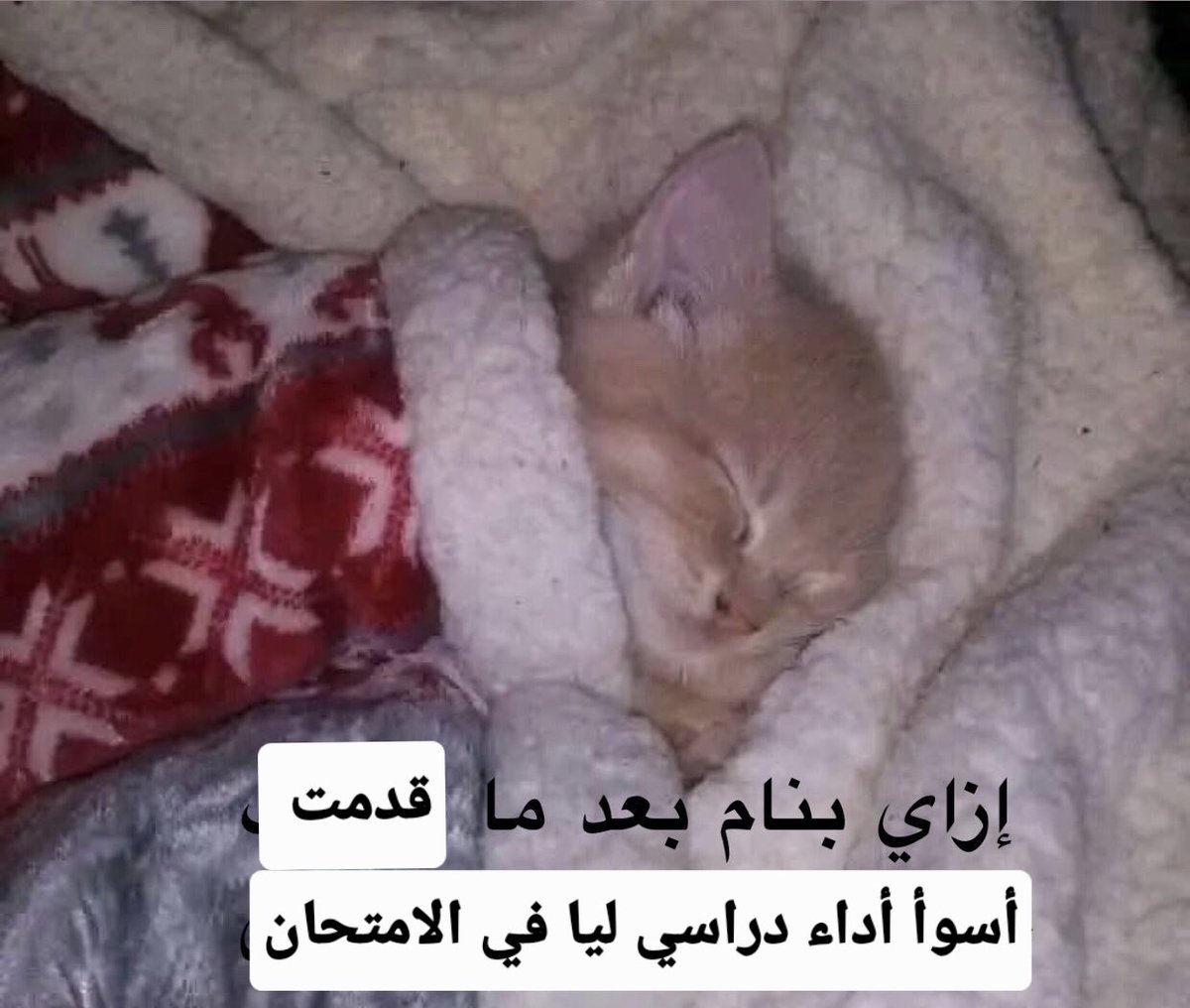 تَرتِـيلاا الغاضبة. 😡🐢 (@_hopeless_case_) on Twitter photo 