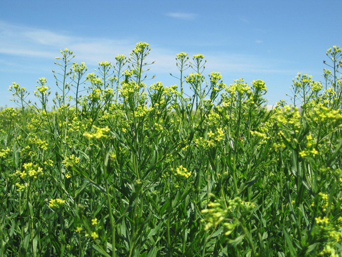 .<a href="/Bayer/">Bayer AG</a> acquires camelina assets from Smart Earth Camelina Corp. to advance biofuels: shorturl.at/eWnx1