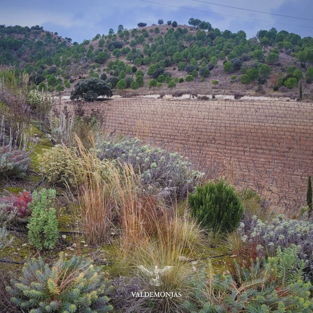 Bodega Valdemonjas tweet media