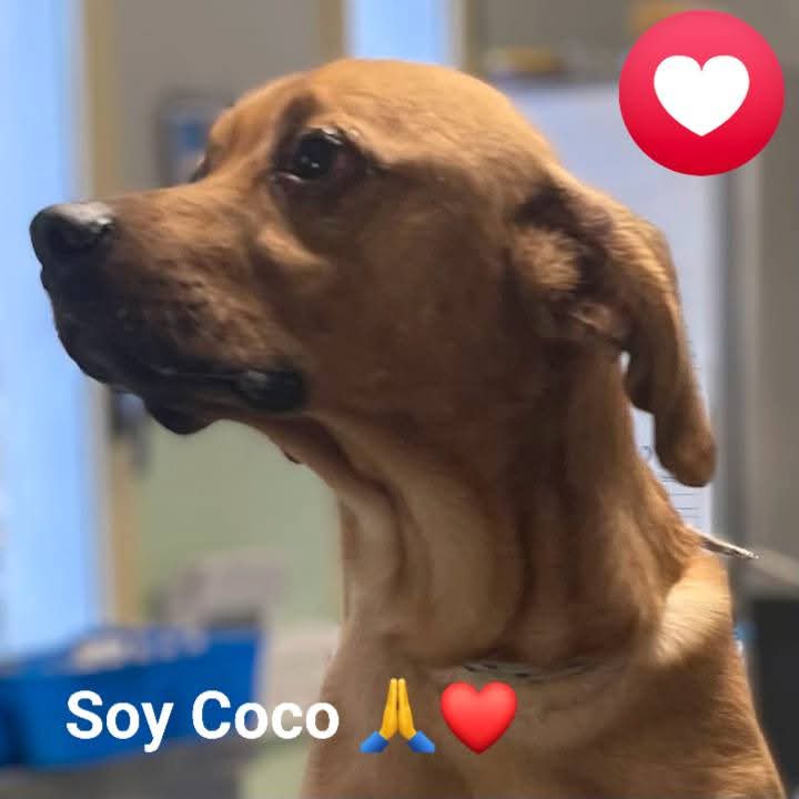 Albergue Bañaderos Gran Canaria 

ENTRADA NUEVA 

COCO es un perrito mestizo de tamaño pequeño.
Es adulto, simpático, amistoso, sociable y necesita un hogar, una familia para siempre, si no esta perdido.
#adopta 
#grancanaria 

PIDE CITA 👇 

albergueanimalesgrancanaria.com/Nuestros-Anima…