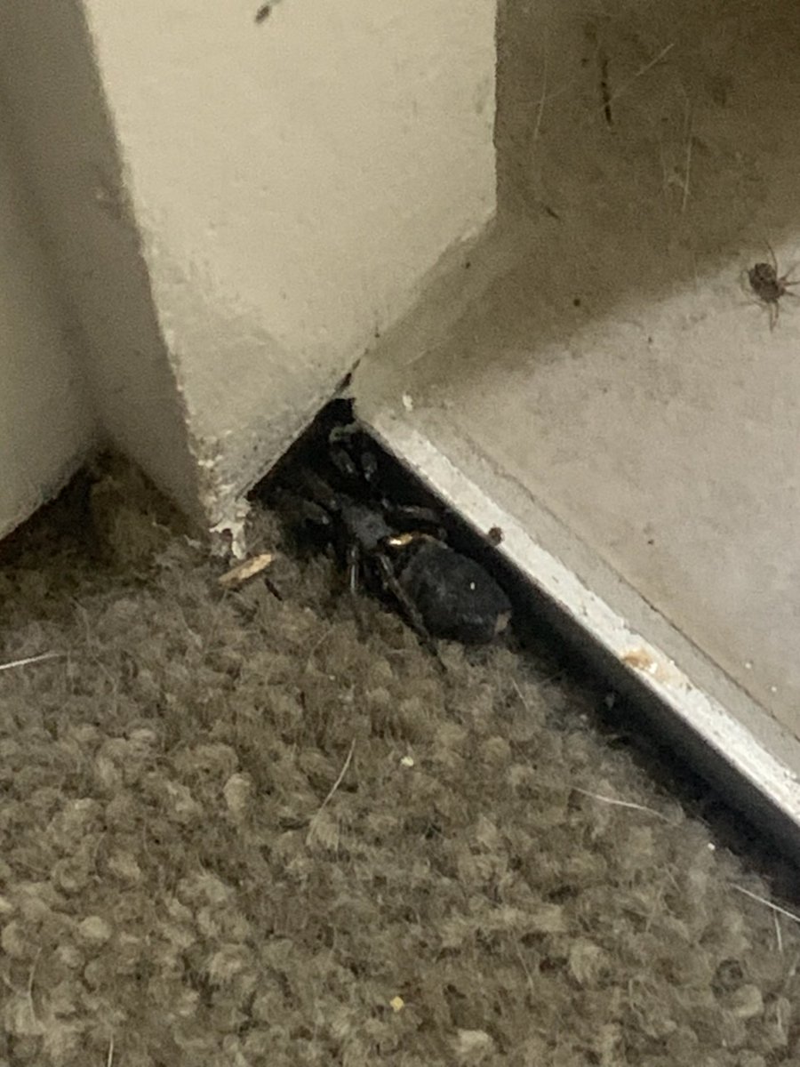 Sky_Bride's tweet photo. Az önce bu arkadaş WC tavanından kafama iniş yapti. Gerisi bir takım don paça çığlıklar...kendimi sahibi fare avlarken kapidan dışarı çığlık atan kedi yakarışında buldum. Yarı zehirli, çirkin bişey. Ben koşuşurken Aussie ev arkadaşım eliyle tokat atti hayvana öyle sakin. Sonuç bu https://t.co/4fMiM163zA