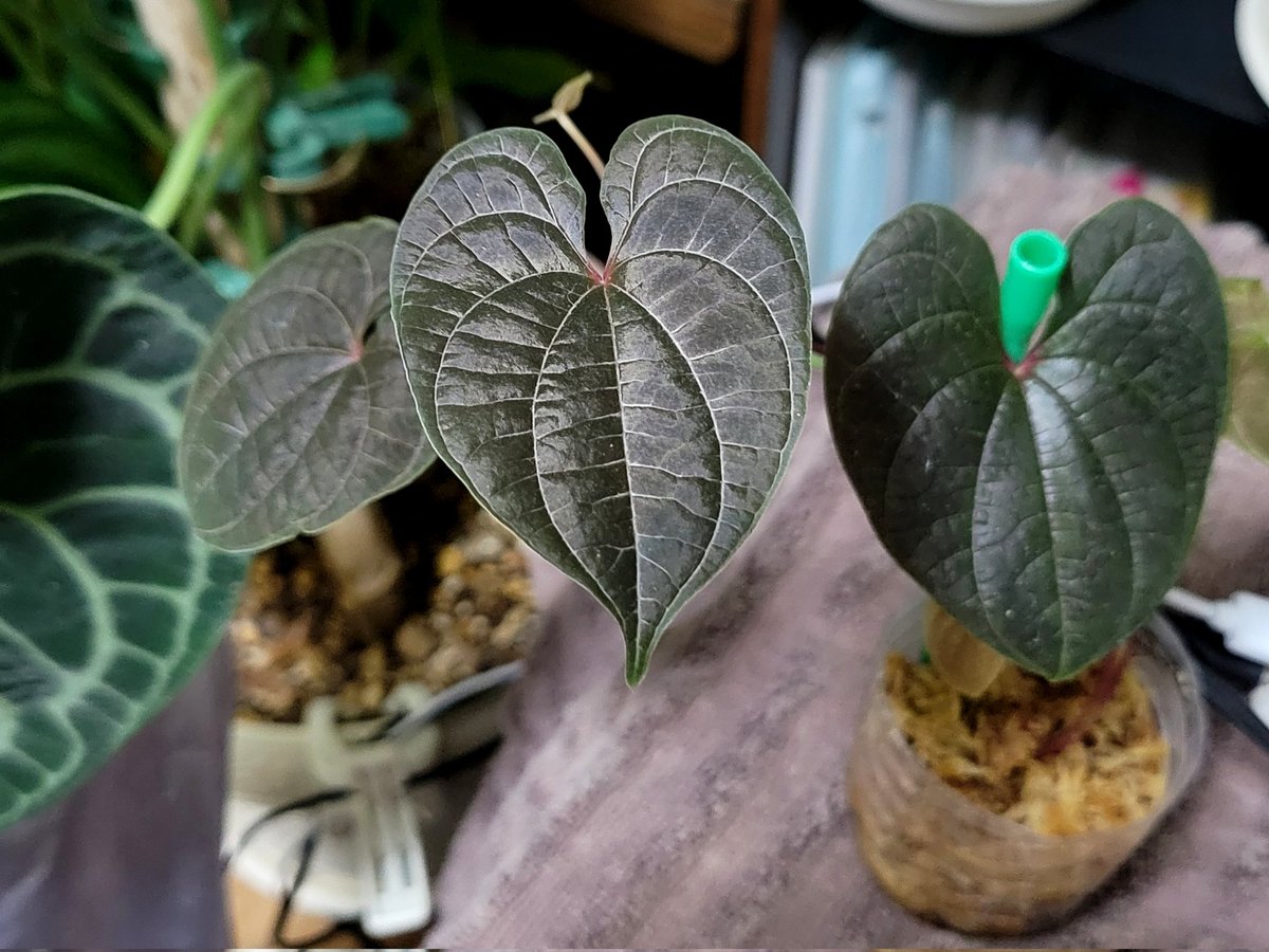yuuunnn1013's tweet image. Dioscorea dodecaneura𖥧 𖧧
株分け

 #Dioscorea
 #ディオスコレア