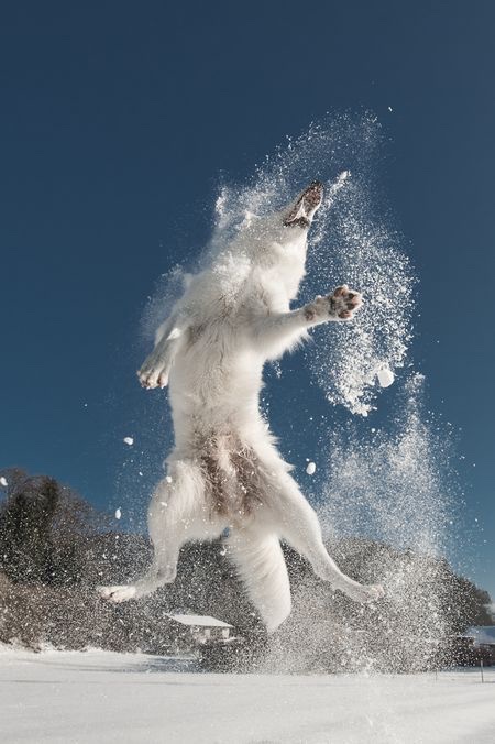 Some Kind of Wolf (@jimmybelvins) on Twitter photo 