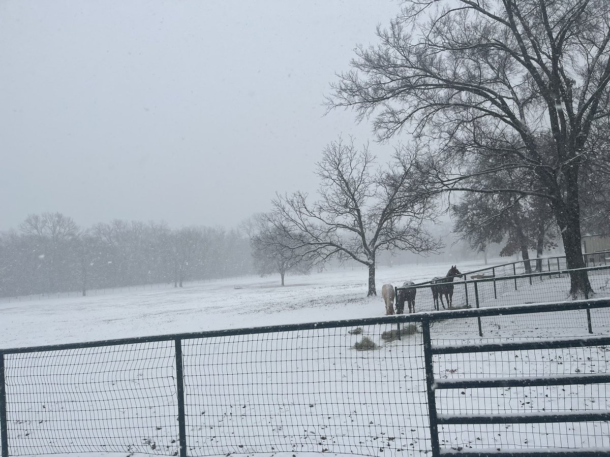 RobertRWeeks's tweet photo. @wfaaweather , almost 1.5 inches in just over an hour in Whitesboro. Pouring snow here Pete ⛄️👍🏻 https://t.co/WwHZdG9VAd
