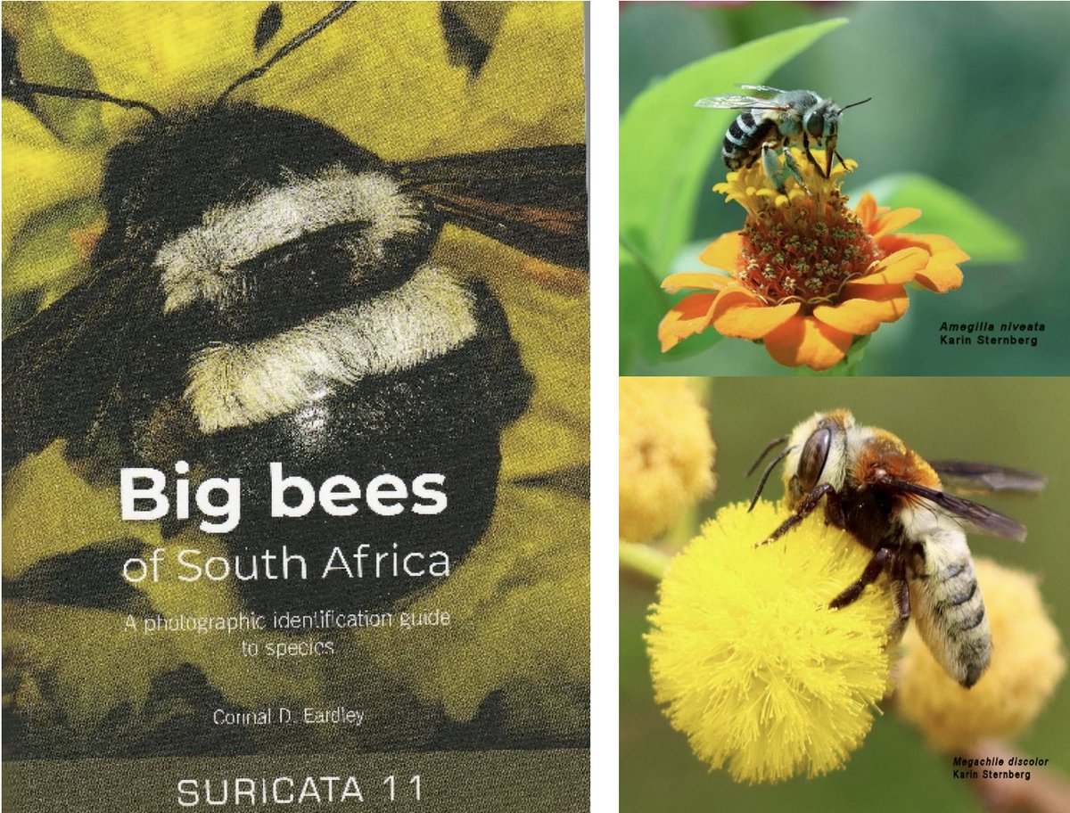 🐝🐝JRS celebrates the launch of Big Bees of South Africa : a Photographic Guide assembled by JRS grantee North-West University, South Africa.🐝🐝 jrsbiodiversity.org/the-launch-of-…  #JRSGrantee #Pollinators