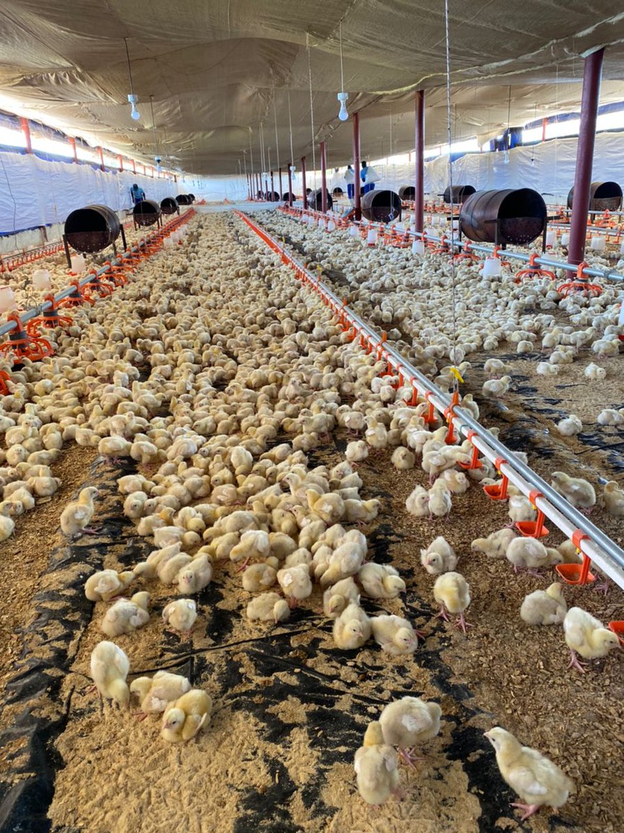wenceslous7's tweet photo. Rearing broiler chickens involves a series of steps to ensure healthy and productive. It just takes 6 weeks for the complete circle

Here's a comprehensive guide: https://t.co/NVt4JgLfvP