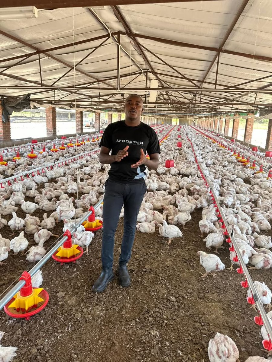 wenceslous7's tweet photo. Rearing broiler chickens involves a series of steps to ensure healthy and productive. It just takes 6 weeks for the complete circle

Here's a comprehensive guide: https://t.co/NVt4JgLfvP