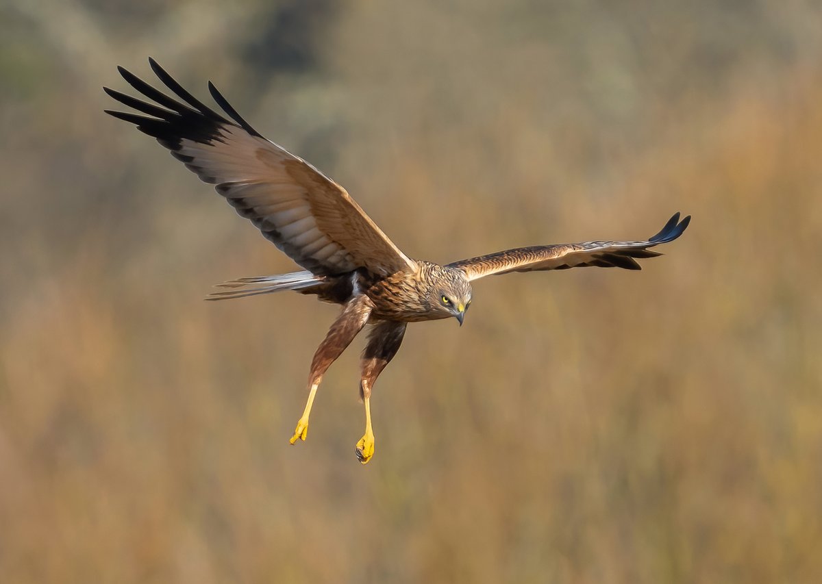 Titchfield Haven NNR- Hampshire County Council (@titchfieldhaven) on Twitter photo 4 Marsh Harriers were seen today: 2 females, 1 male and a juv (TH library photo-Steve Payce). Other highlights: Firecrest, Coal Tit, Dartford Warbler, Water Rail, Buzzard, Sparrowhawk & Red Kite <a href="/hantsconnect/">Hampshire County Council</a> <a href="/HOSbirding/">Hampshire Ornithological Society</a> <a href="/HantsIWWildlife/">Hampshire & Isle of Wight Wildlife Trust</a> 4 Marsh Harriers were seen today: 2 females, 1 male and a juv (TH library photo-Steve Payce). Other highlights: Firecrest, Coal Tit, Dartford Warbler, Water Rail, Buzzard, Sparrowhawk & Red Kite <a href="/hantsconnect/">Hampshire County Council</a> <a href="/HOSbirding/">Hampshire Ornithological Society</a> <a href="/HantsIWWildlife/">Hampshire & Isle of Wight Wildlife Trust</a>
