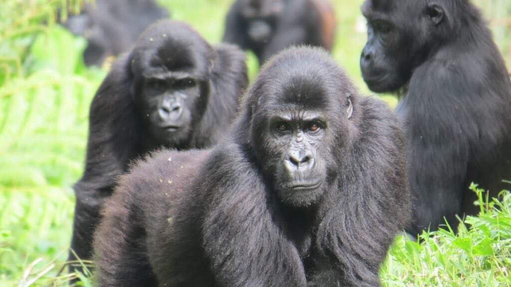 Tolbert Matthews tweet media