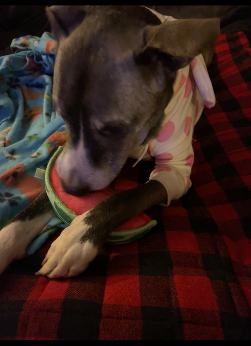 🐾Fur Kidz Adventurez🐾 tweet media