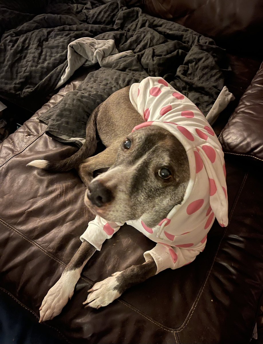 🐾Fur Kidz Adventurez🐾 tweet media