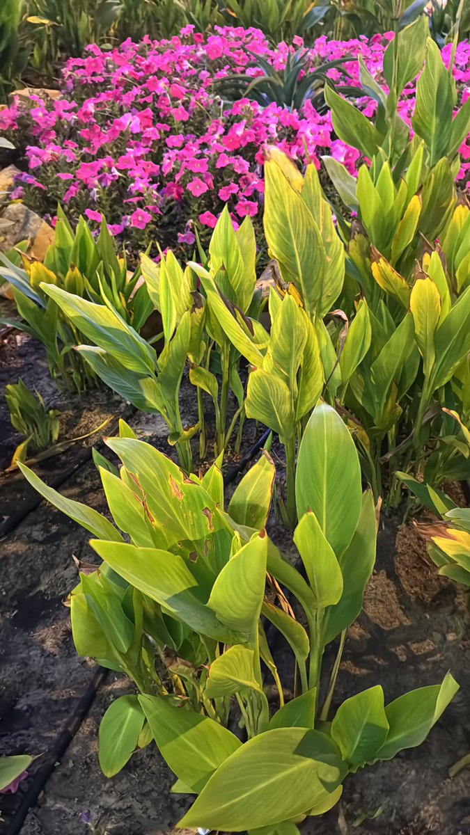 الورد يفرق عن الورق والاصل واحد
وكذالك البشر  الاصل 9 شهور وبعض البشر ما تطيقه يوم .

                        لكم  ايها الاحبة