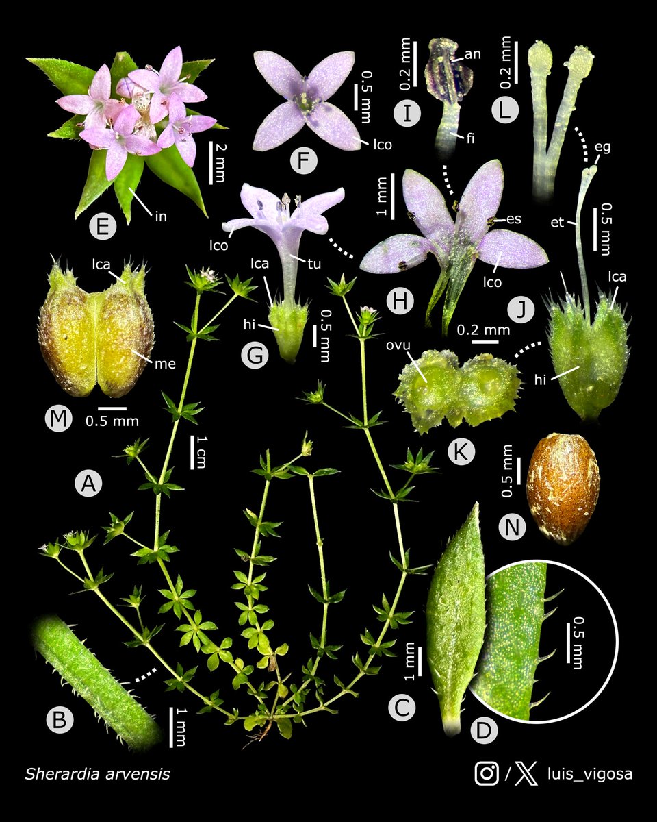 Sherardia arvensis (Rubiaceae)
#botany #flowers #taxonomy #plants