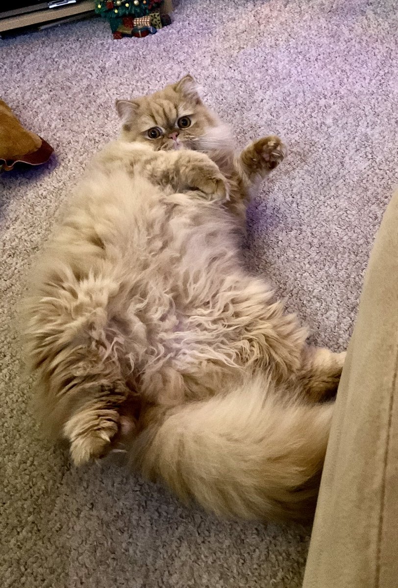 And this is Ollie now at almost 18 months old. 🐱🐈
#redtabbypersiancat