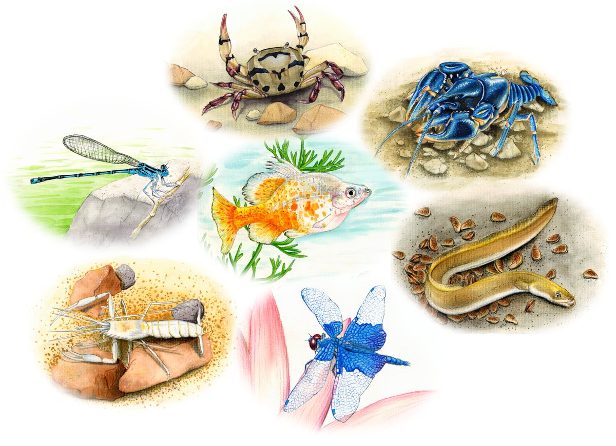 8/ Why should we care? Freshwaters are highly biodiverse and are key for ecosystem services, human livelihoods &amp; economies. They must be protected for nature and people alike.

Illustration by Van Wangye/Synchronicity Earth (CC BY-NC-ND 4.0)