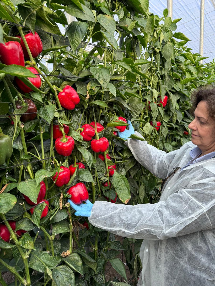 Estamos encantados de recibir a nuestro distribuidor EDAF, LDA, con quien hemos mantenido un encuentro técnico y comercial para fijar los objetivos en Portugal de este nuevo año. Además, hemos visitado fincas de tomate, berenjena y pimiento en las que se aplica la fórmula PRO+PRE