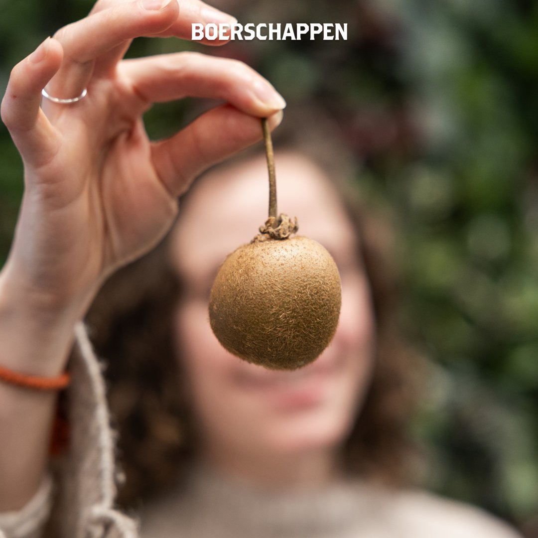 Wist je dat er kiwi's geteeld worden in Nederland? Onze leverancier Boerderij Nieuw Slagmaat heeft het voor elkaar gekregen om heerlijke biologische kiwi's te telen. 💚⁠
⁠
Inkoper Marta staat hier met deze bijzondere kiwi's! 👩‍🌾✨  Deze week zaten ze in onze Seizoensboxen.