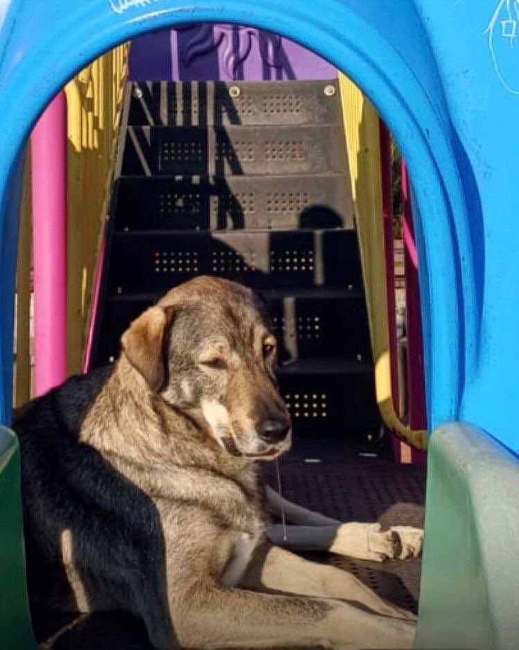 Moda'da  yaşayan  Duman yılbaşı gecesinden beri kayıp, 10 yaşlarında, arka bacağı aksıyor. Havai fişekler yüzünden kaçtığını ve dönüş yolunu bulamadığını düşünüyor gönüllüleri. Görenler Fatma Hanımla iletişime geçebilir mi? Telefon : 0 532 164 62 32