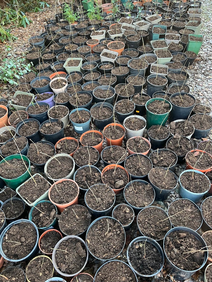 HexhamRotary's tweet photo. #PeopleOfAction#OurEnvironmentMatters
Over 200 oak trees potted up in  a garage this morning with the help of ten Rotarians with sandwiches and a glass of wine to finish up - all done at -6°C !!!!! https://t.co/VPhOpWBeMK