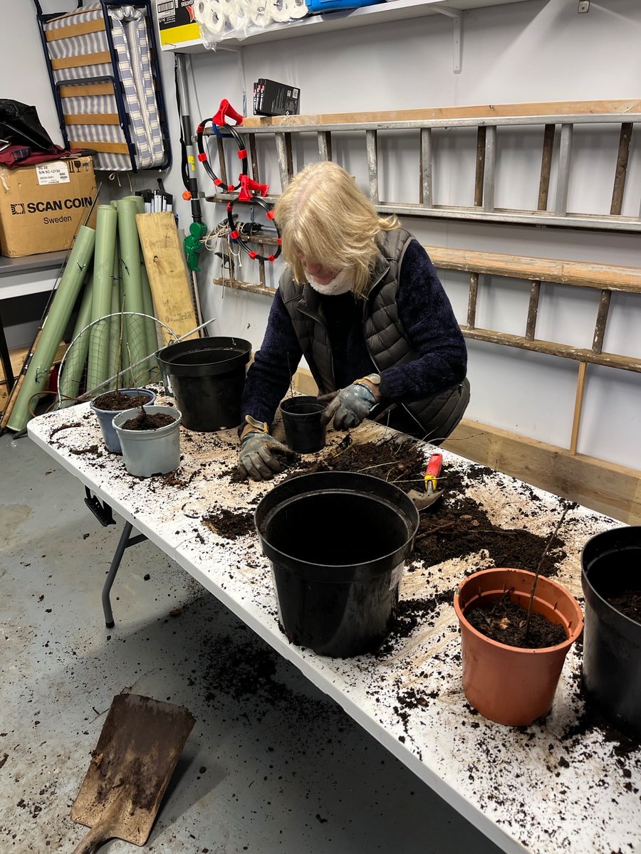 HexhamRotary's tweet photo. #PeopleOfAction#OurEnvironmentMatters
Over 200 oak trees potted up in  a garage this morning with the help of ten Rotarians with sandwiches and a glass of wine to finish up - all done at -6°C !!!!! https://t.co/VPhOpWBeMK