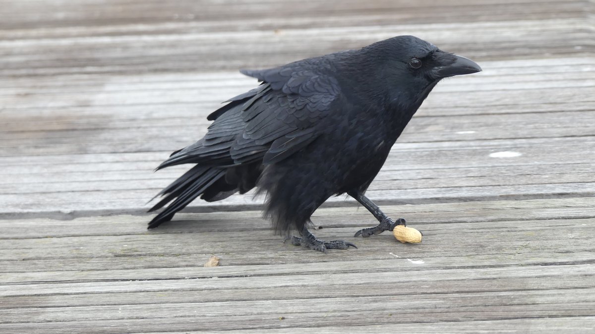 Jason Cann tweet media