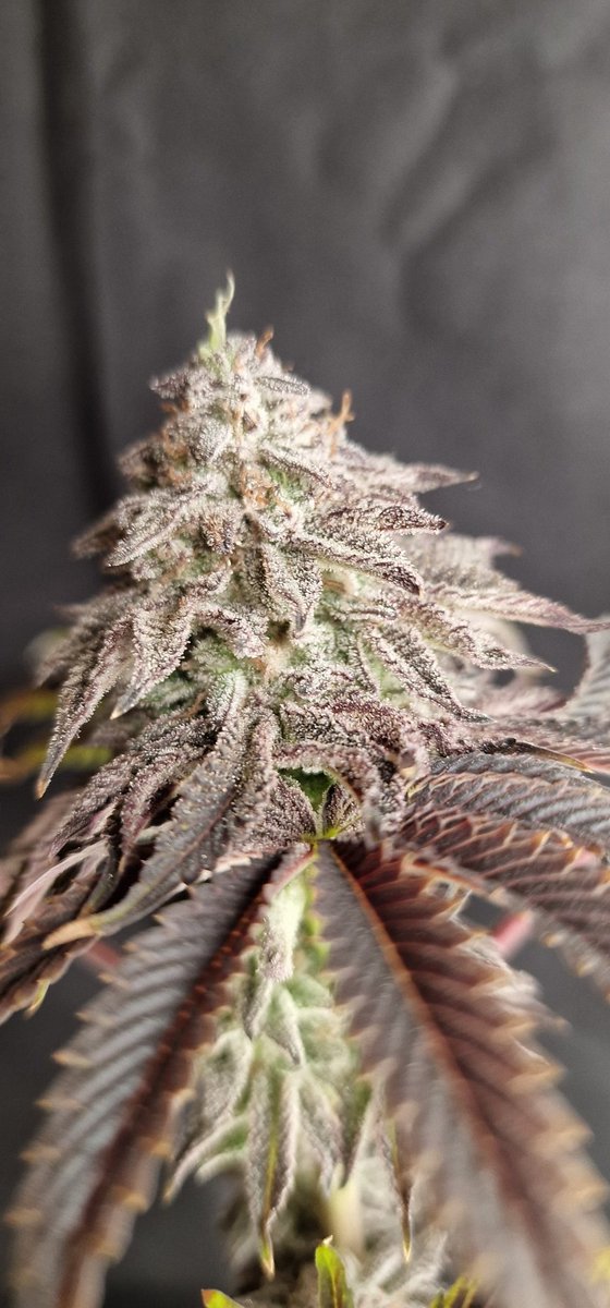 Calidad Superior 🏆😋🍒 
solo con los mejores 🍻
<a href="/IntKannabia/">Kannabia Seeds Int</a> #WeedLovers