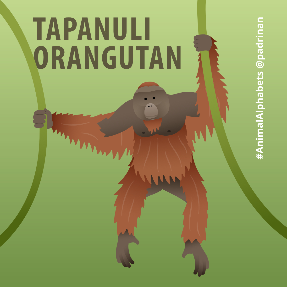 Tapanuli Orangutan.  <a href="/AnimalAlphabets/">Animal Alphabets</a> #AnimalAlphabets #AnimalIllustrations #vector #vectorart #tapanuliorangutan