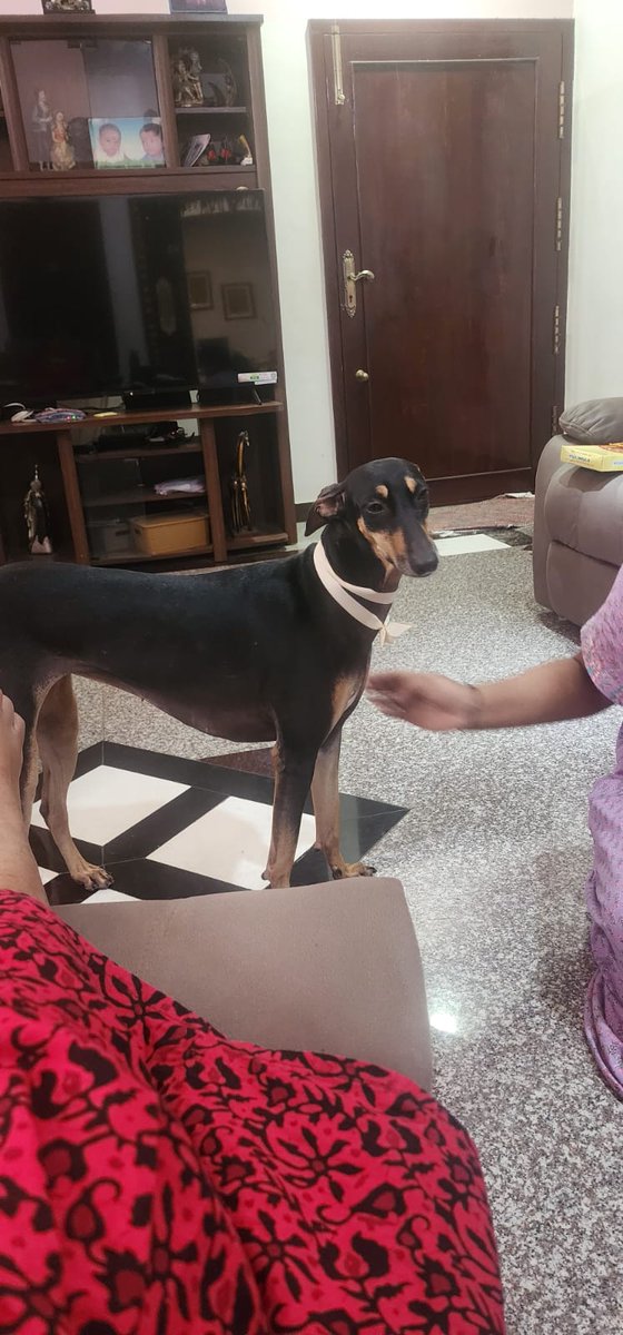 #Trichy #MissingDog 
Female, name : Pepper,
Last spotted near Naina's hospital, Pon Nagar 
If found please contact :  Dhaarunika : 9585966879