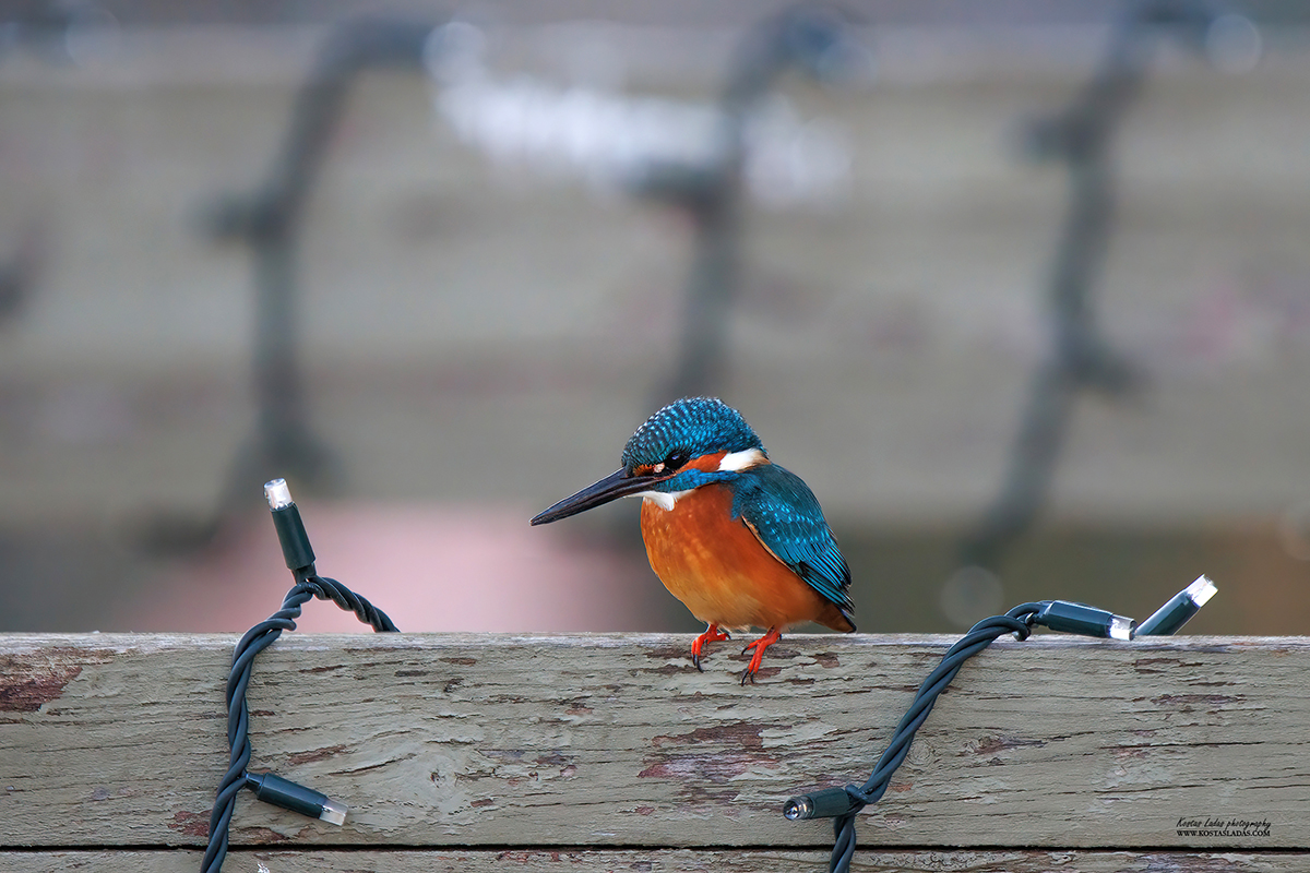 ornithologiki's tweet photo. Όταν σβήσουν τα φώτα των γιορτών...
...εμφανίζονται κάποια απαστράπτοντα πλάσματα που μπορούν να "φωτίσουν" ακόμα και την πιο σκοτεινή μέρα! ✨☺️

📸 Αλκυόνη, Kingfisher - Photo: Κώστας Λαδάς https://t.co/PKuRlm5LXd