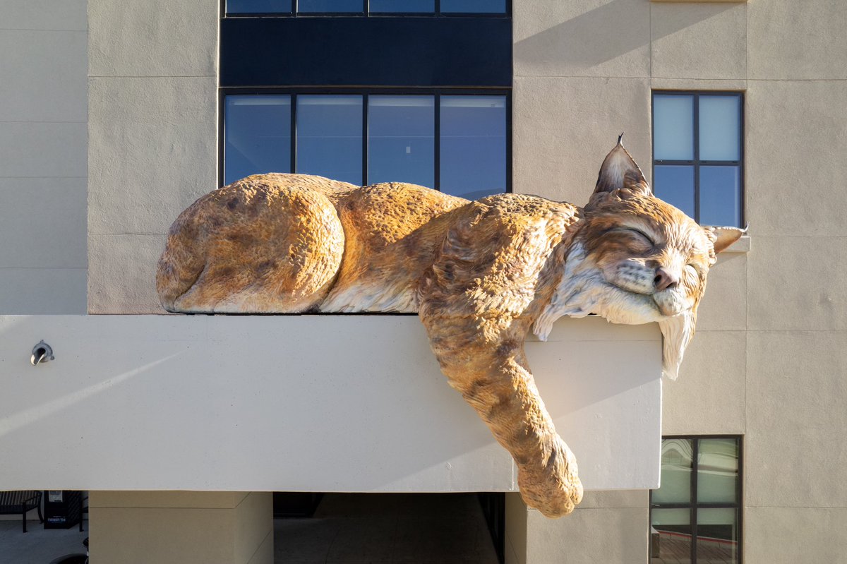😺 There's a new Bobcat in town ready to welcome you home to campus!
 
📍 Cibolo Hall