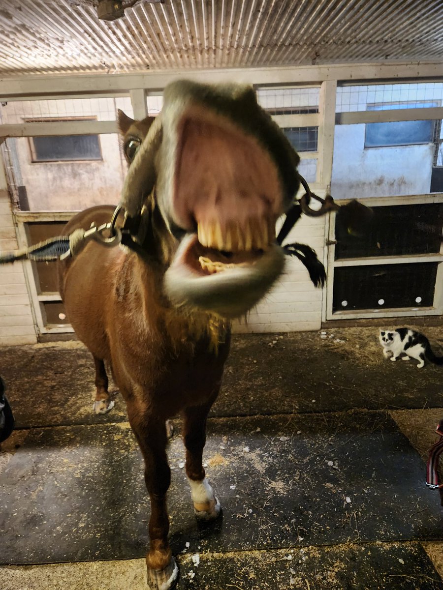 koopee75's tweet photo. Tänään on ollut päivä kun mikään ei onnistu. Ja tallillakin mulle nauretaan. #Late #ravit https://t.co/D6zrMZNy7a