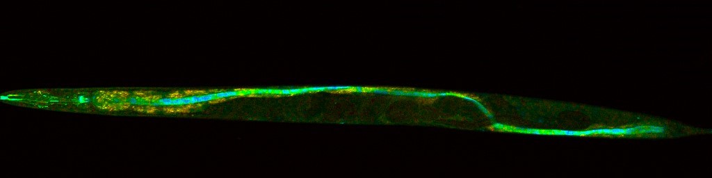 Leibniz-HKI (@leibnizhki) on Twitter photo Soil fungus #Mortierella alpina fights nematodes with bioactive #malpinins, disrupting their feeding. A step toward eco-friendly worm control for sustainable farming?
🫱🏼🫲🏽@LeibnizIPHT, <a href="/UniJena/">Universität Jena</a> & <a href="/microverse_exc/">Balance of the Microverse</a>
Read the original publication in <a href="/J_A_C_S/">J. Am. Chem. Soc.</a>: pubs.acs.org/doi/10.1021/ja… Soil fungus #Mortierella alpina fights nematodes with bioactive #malpinins, disrupting their feeding. A step toward eco-friendly worm control for sustainable farming?
🫱🏼🫲🏽@LeibnizIPHT, <a href="/UniJena/">Universität Jena</a> & <a href="/microverse_exc/">Balance of the Microverse</a>
Read the original publication in <a href="/J_A_C_S/">J. Am. Chem. Soc.</a>: pubs.acs.org/doi/10.1021/ja…