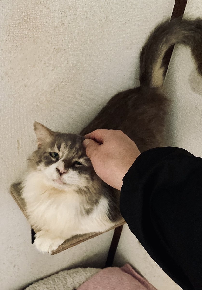 speater's tweet photo. 正解は「威嚇から喉ゴロゴロに5秒で転じた猫」でしたxxx

茨城で捕獲されたってどゆこと？ https://t.co/A1zaaaRouY