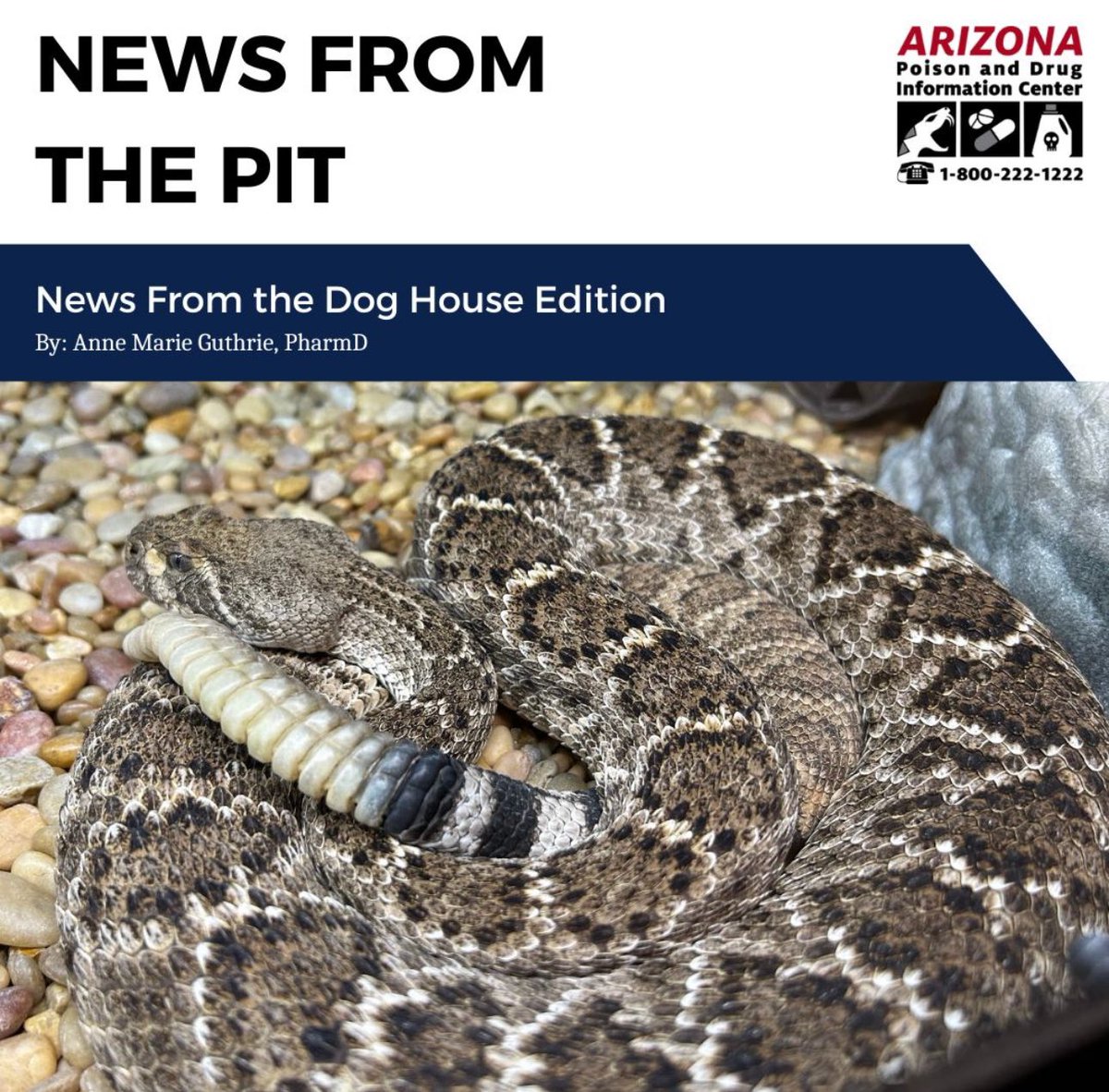 The January edition of News from the Pit is now available on our website. This month’s edition discusses the use and effectiveness of rattlesnake vaccines for dogs. azpoison.com/sites/default/…

#tox snakebite #pets #petsafety #rattlesnakebite #vaccine #envenomation #vaccination