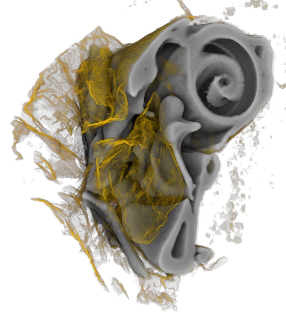 Dr. Richard Bellucci Translational Hearing Center tweet media