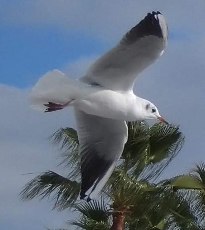 Ce jour mon ami est venu
Jour de fête
Emportant feuilles et tourments
Semblable aux goélands
Je prends le vent
Tournoyant
Riant
Légèreté
Souffle de liberté...

#Ombres 

📷 Perso - mouette rieuse 😌